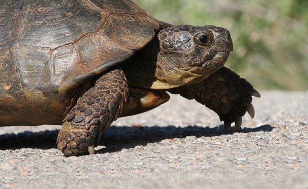 Tortoise - Christian Faith At Work